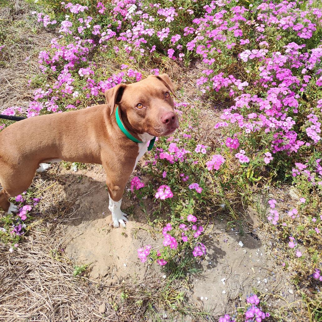 Enlarge Rolo, a Adoptable Mixed Breed in Lake Panasoffkee, FL image 2/5