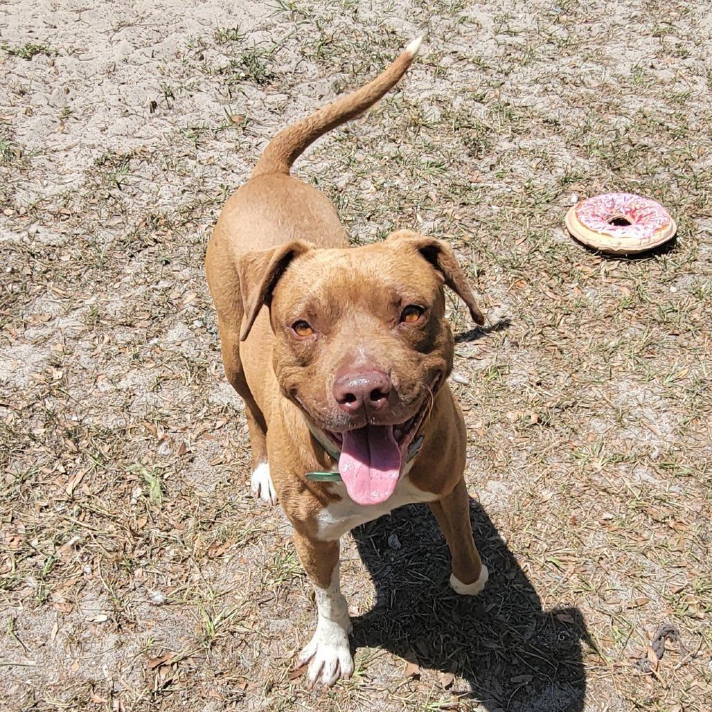 Enlarge Rolo, a Adoptable Mixed Breed in Lake Panasoffkee, FL image 3/5