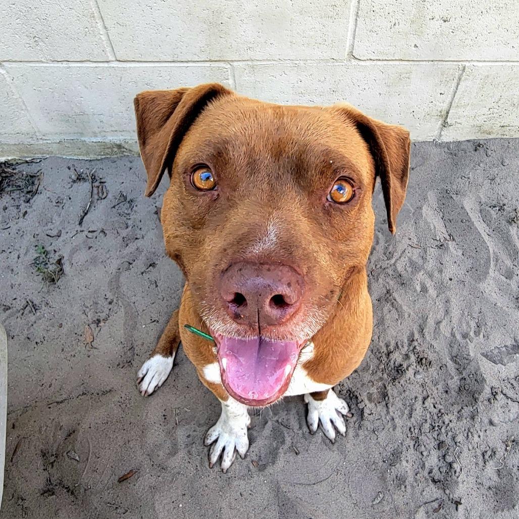 Enlarge Rolo, a Adoptable Mixed Breed in Lake Panasoffkee, FL image 4/5