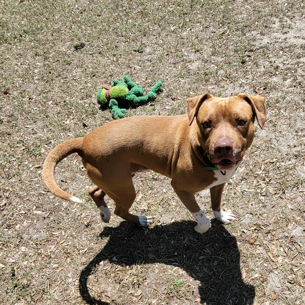 Enlarge Rolo, a Adoptable Mixed Breed in Lake Panasoffkee, FL image 5/5