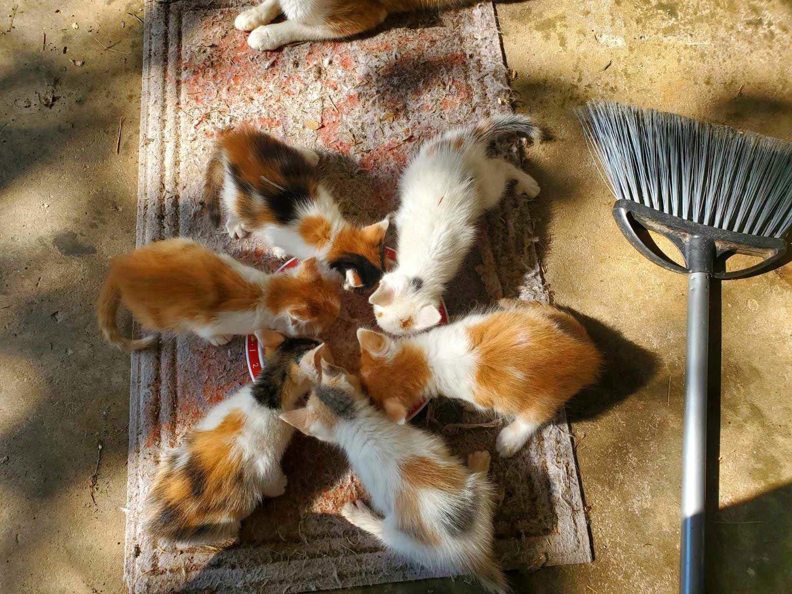 Enlarge WE NEED KITTEN FOSTERS!, a Adoptable Tabby in Franklin, TN image 1/2