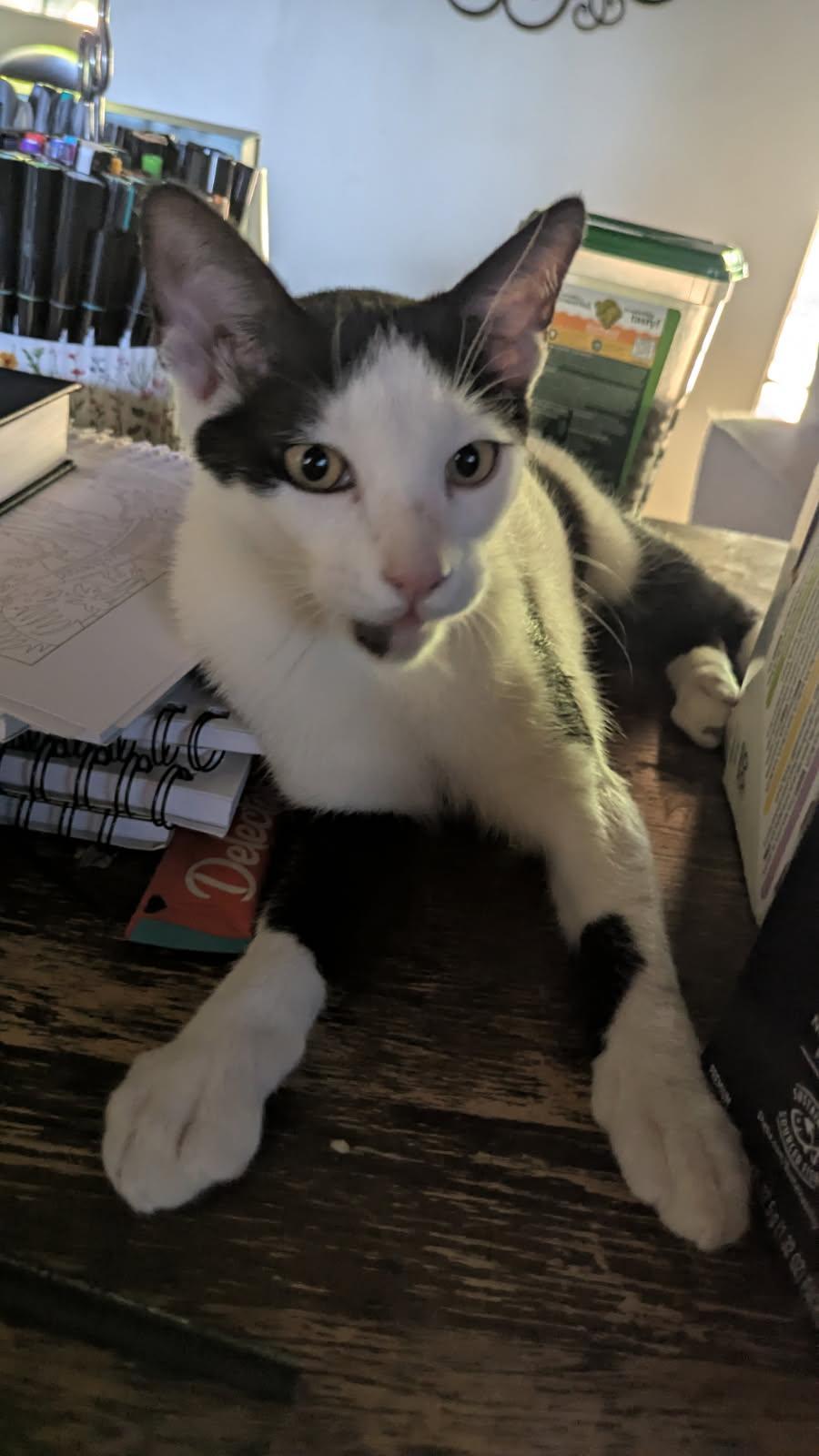 Enlarge Taurus, a Adoptable Domestic Short Hair in San Jose, CA image 3/5