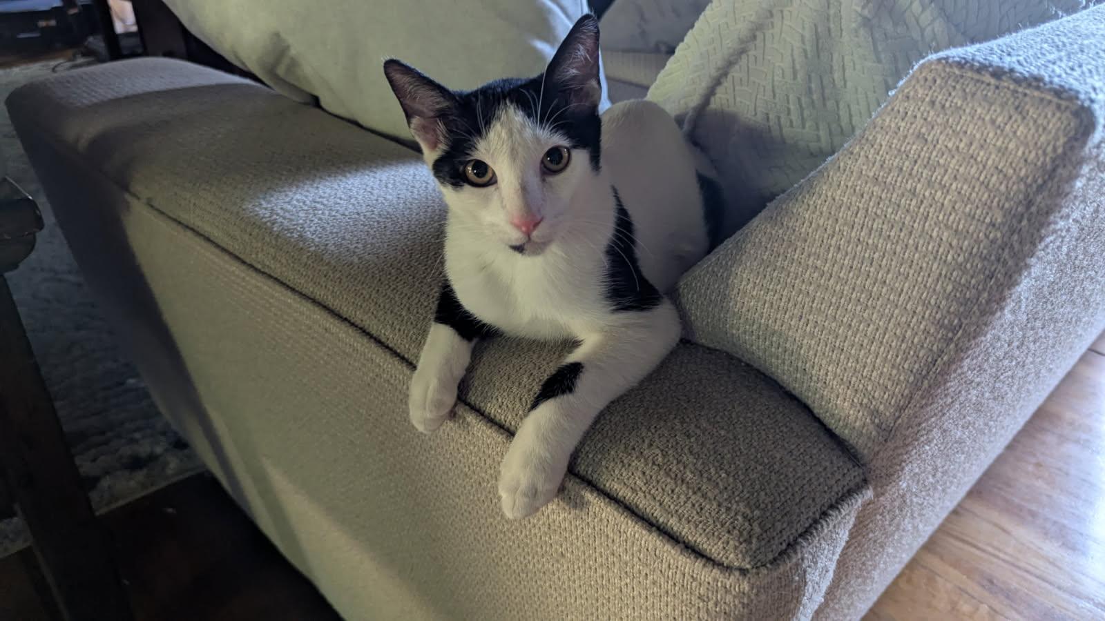 Enlarge Taurus, a Adoptable Domestic Short Hair in San Jose, CA image 2/5