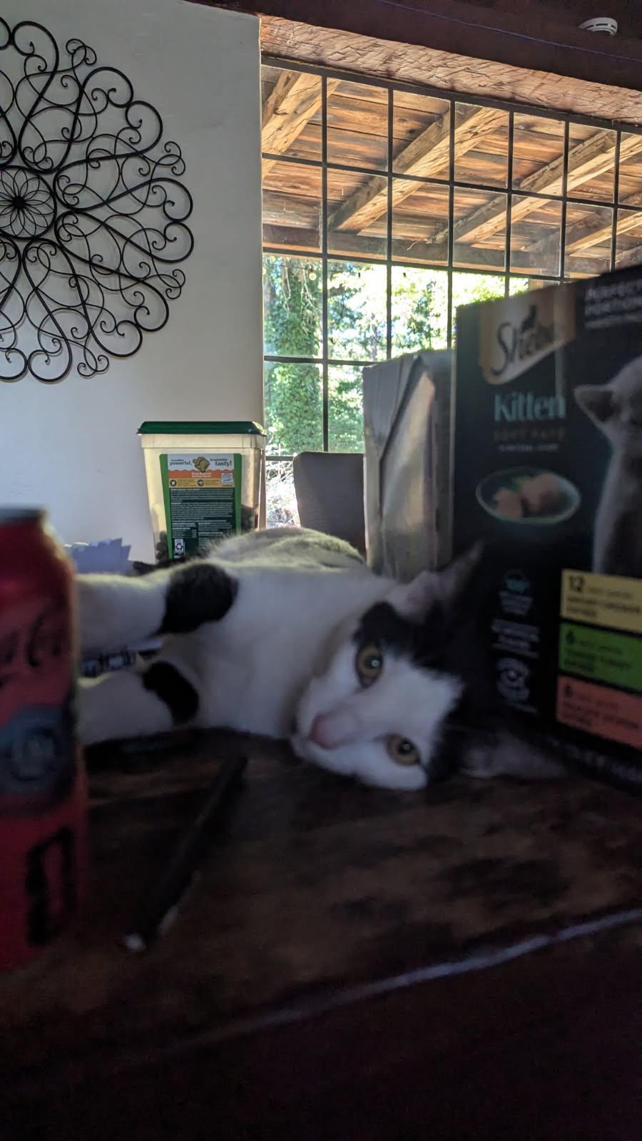 Enlarge Taurus, a Adoptable Domestic Short Hair in San Jose, CA image 5/5