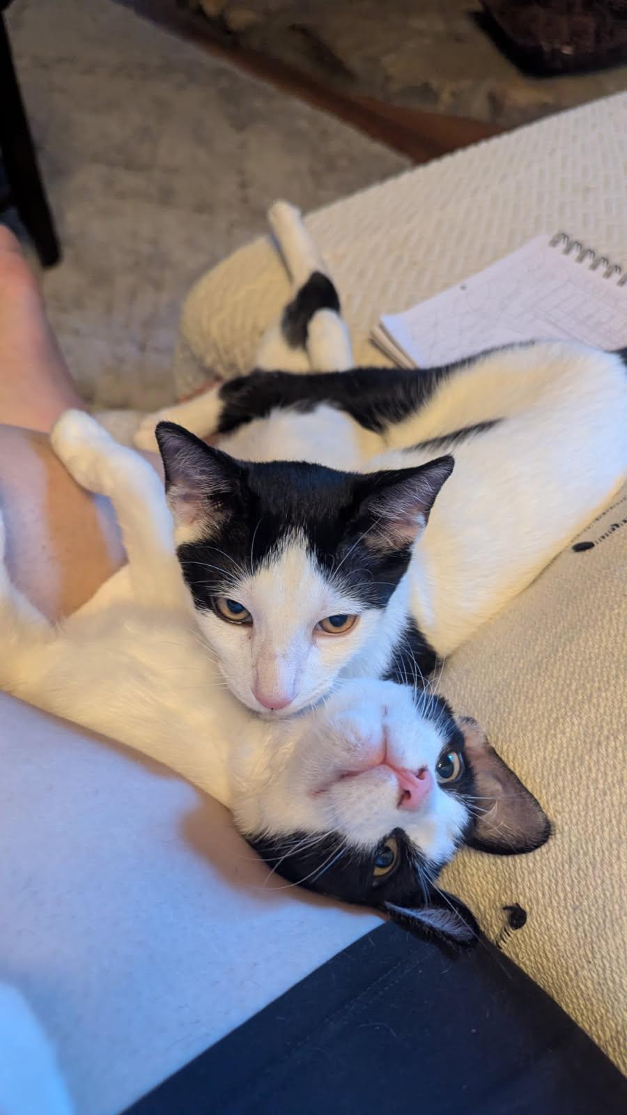 Taurus, Adoptable, Kitten Male Domestic Short Hair.