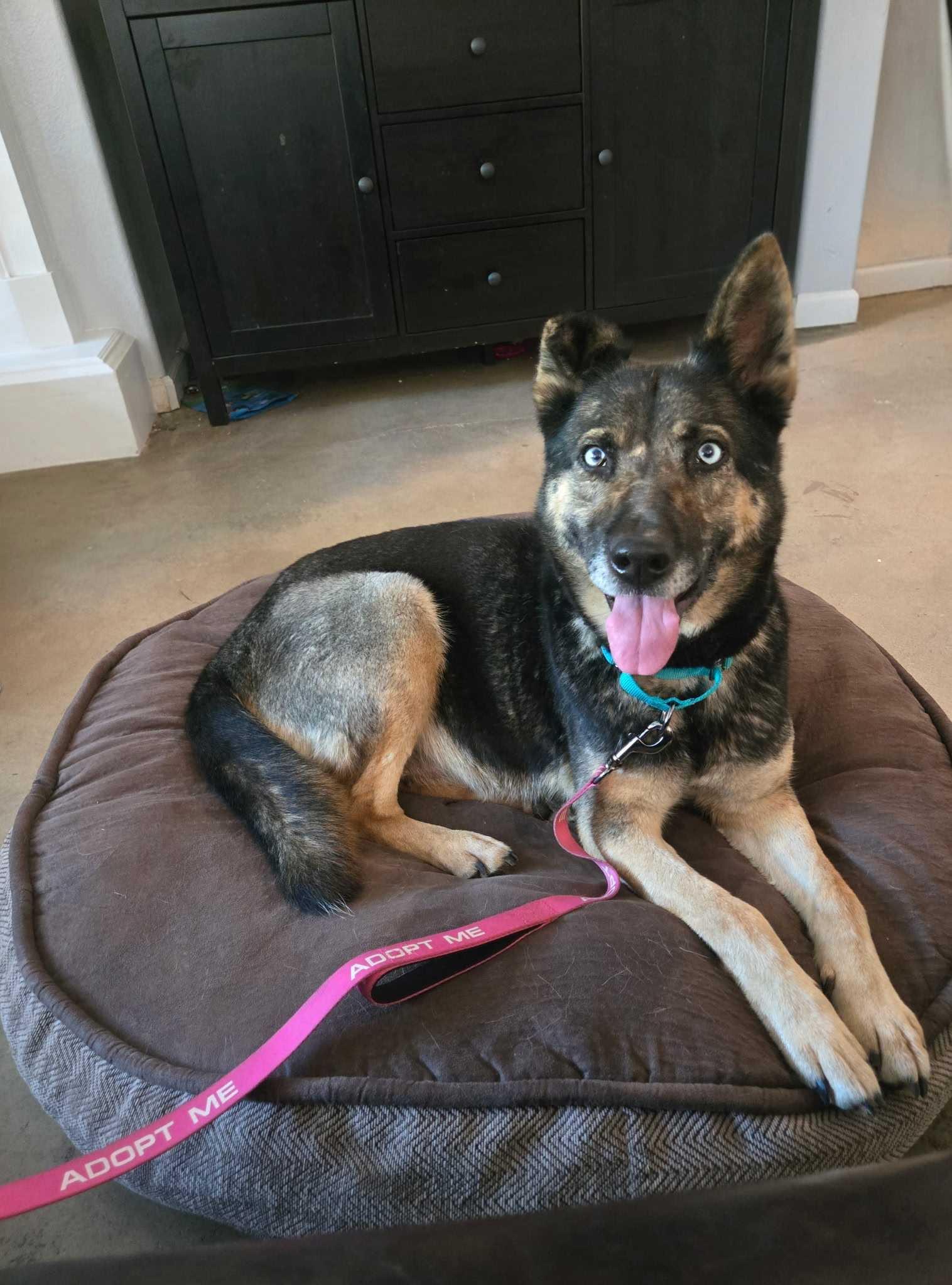 Enlarge Nina (URGENT FOSTER NEEDED), a Adoptable mixed breed in Tracy, CA image 1/6