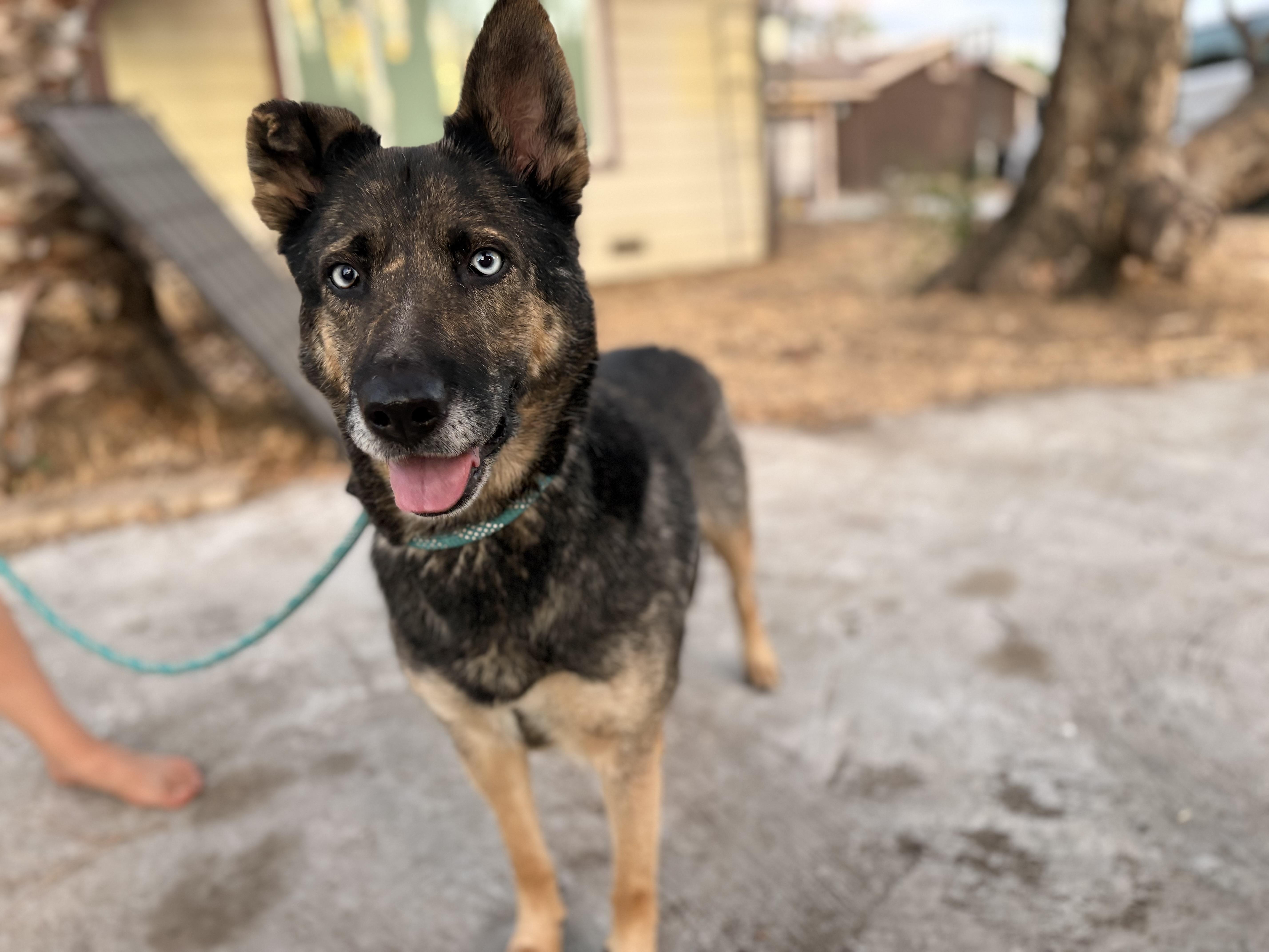 Enlarge Nina (URGENT FOSTER NEEDED), a Adoptable mixed breed in Tracy, CA image 2/6