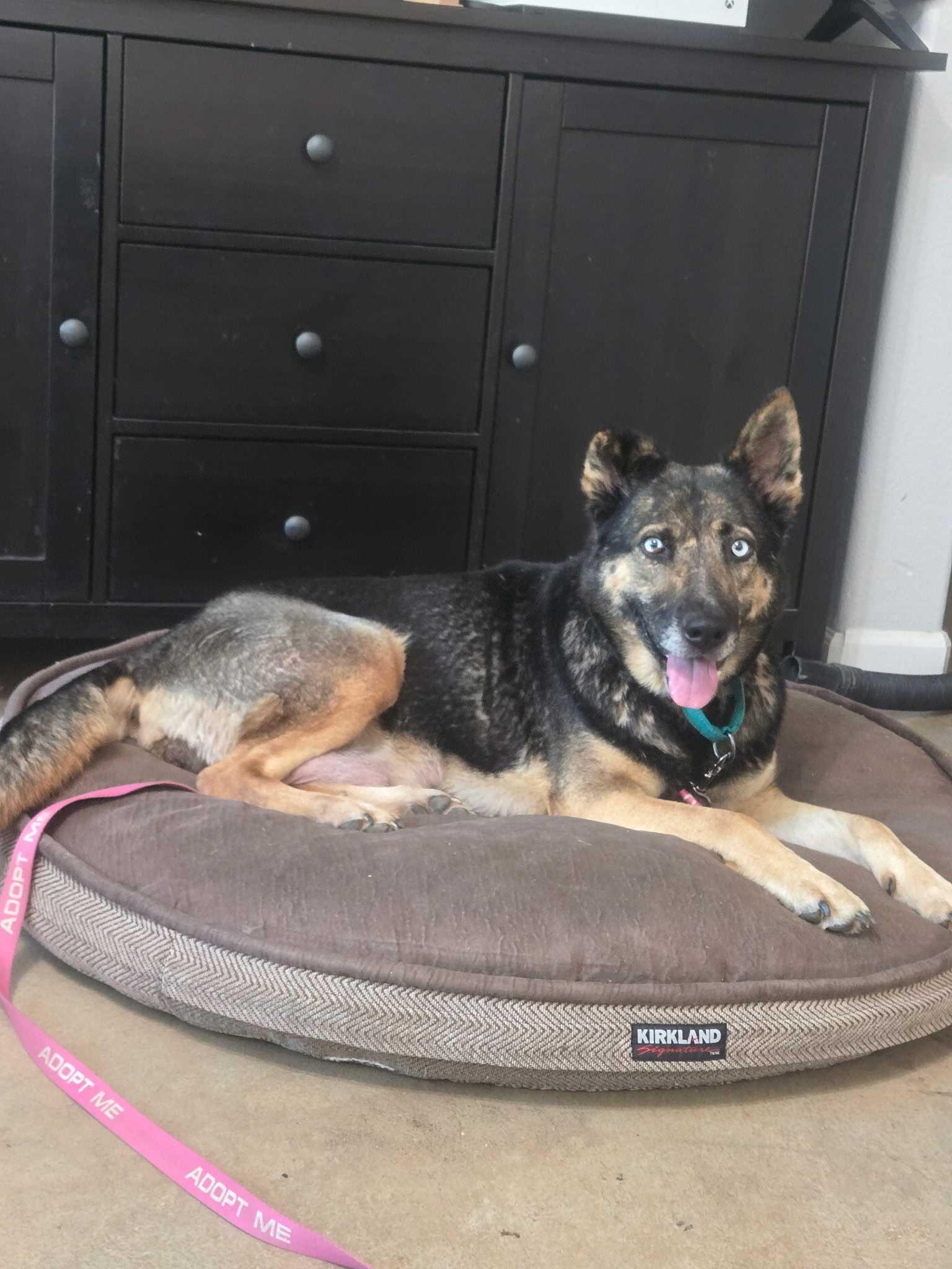 Enlarge Nina (URGENT FOSTER NEEDED), a Adoptable mixed breed in Tracy, CA image 3/6