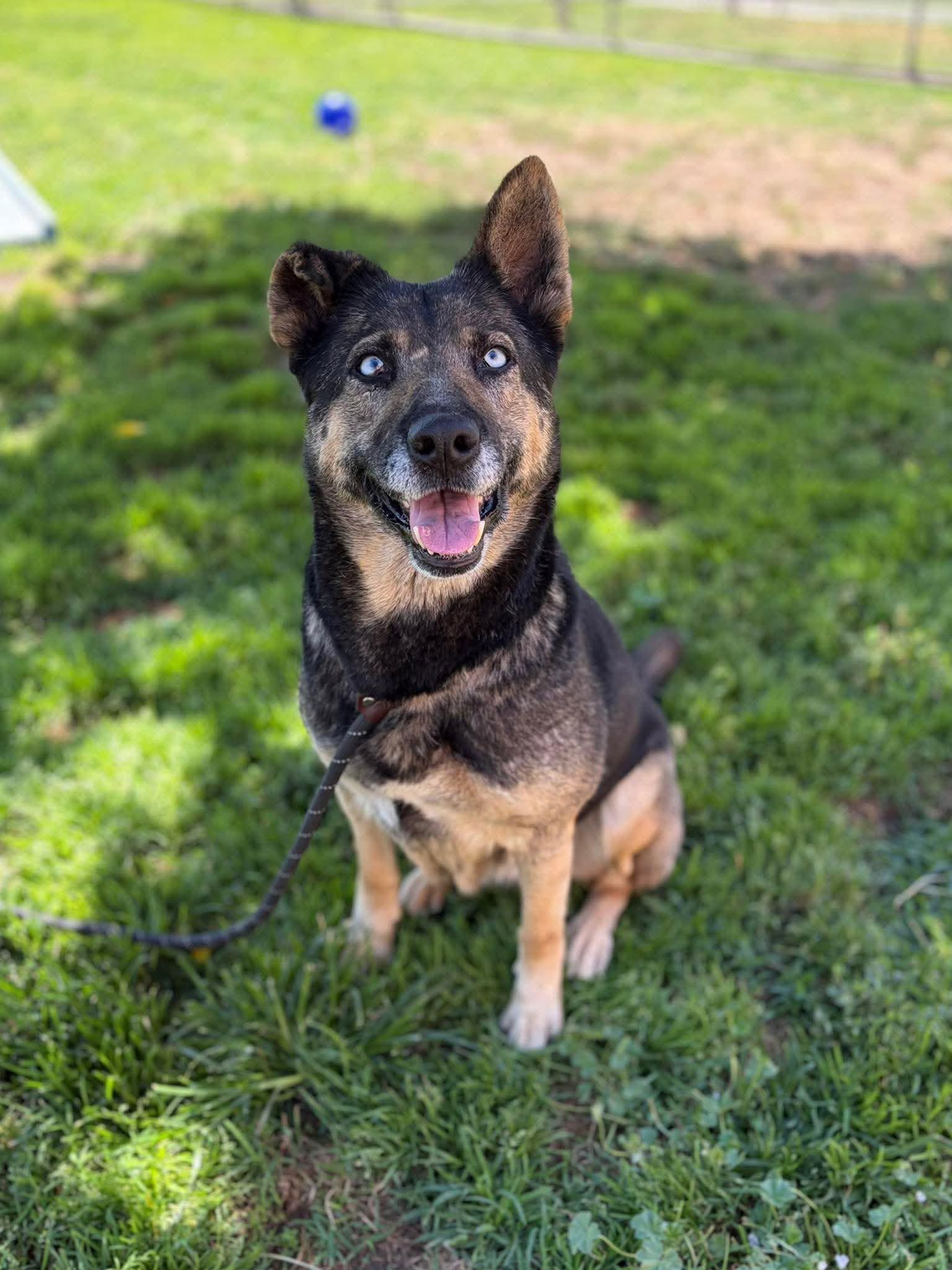 Enlarge Nina (URGENT FOSTER NEEDED), a Adoptable mixed breed in Tracy, CA image 4/6