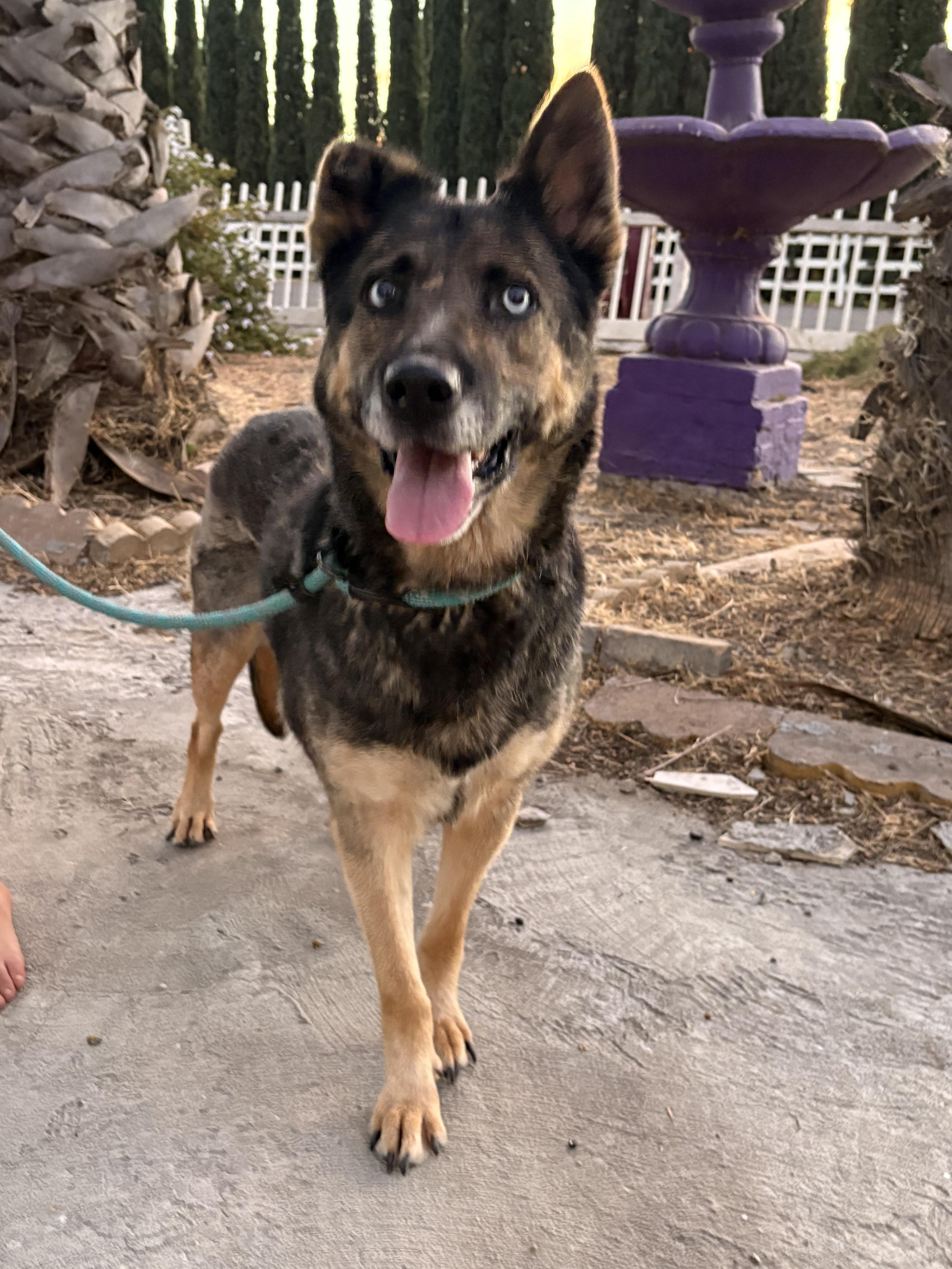 Enlarge Nina (URGENT FOSTER NEEDED), a Adoptable mixed breed in Tracy, CA image 5/6