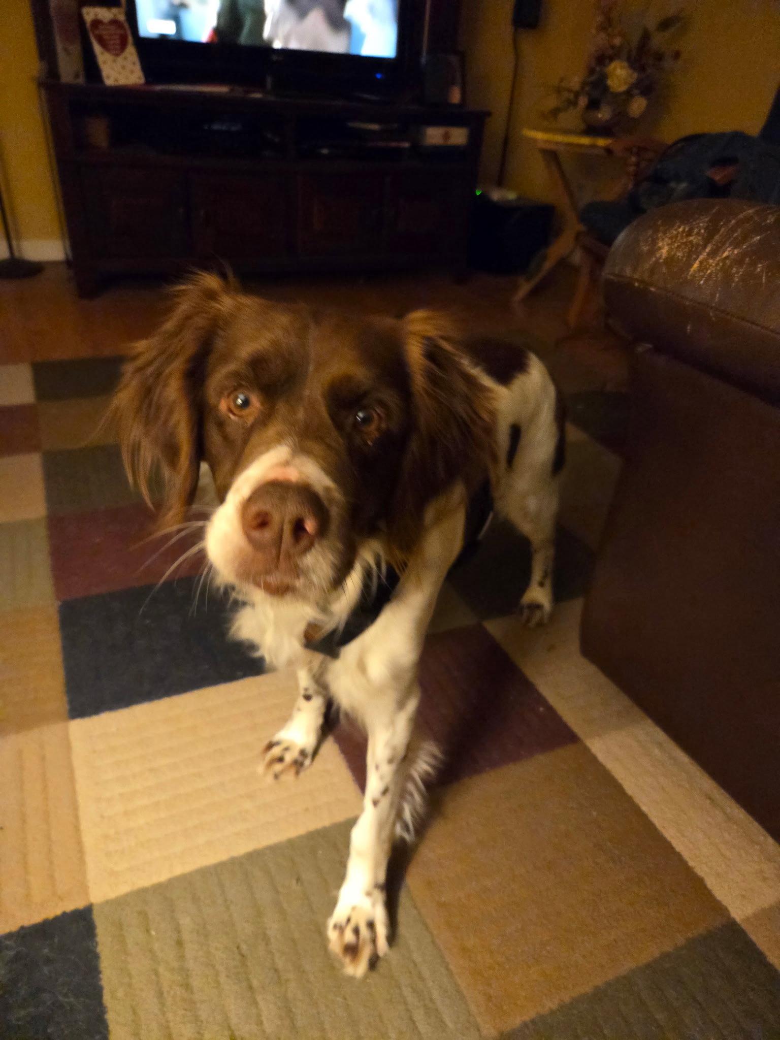 Enlarge IN/Hercules, a Adopted Brittany Spaniel in Baldwinsville, NY image 1/2