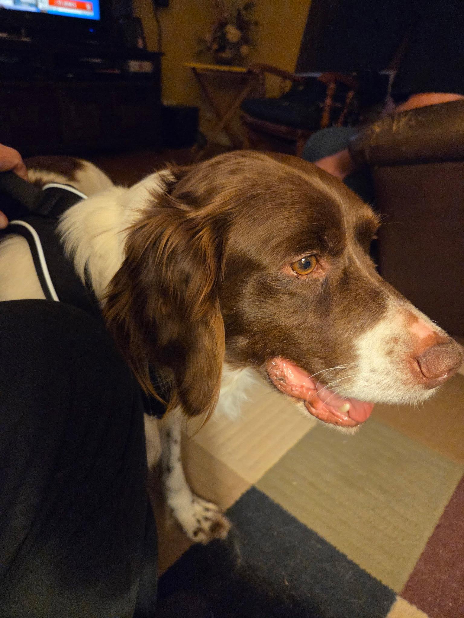 Enlarge IN/Hercules, a Adopted Brittany Spaniel in Baldwinsville, NY image 2/2
