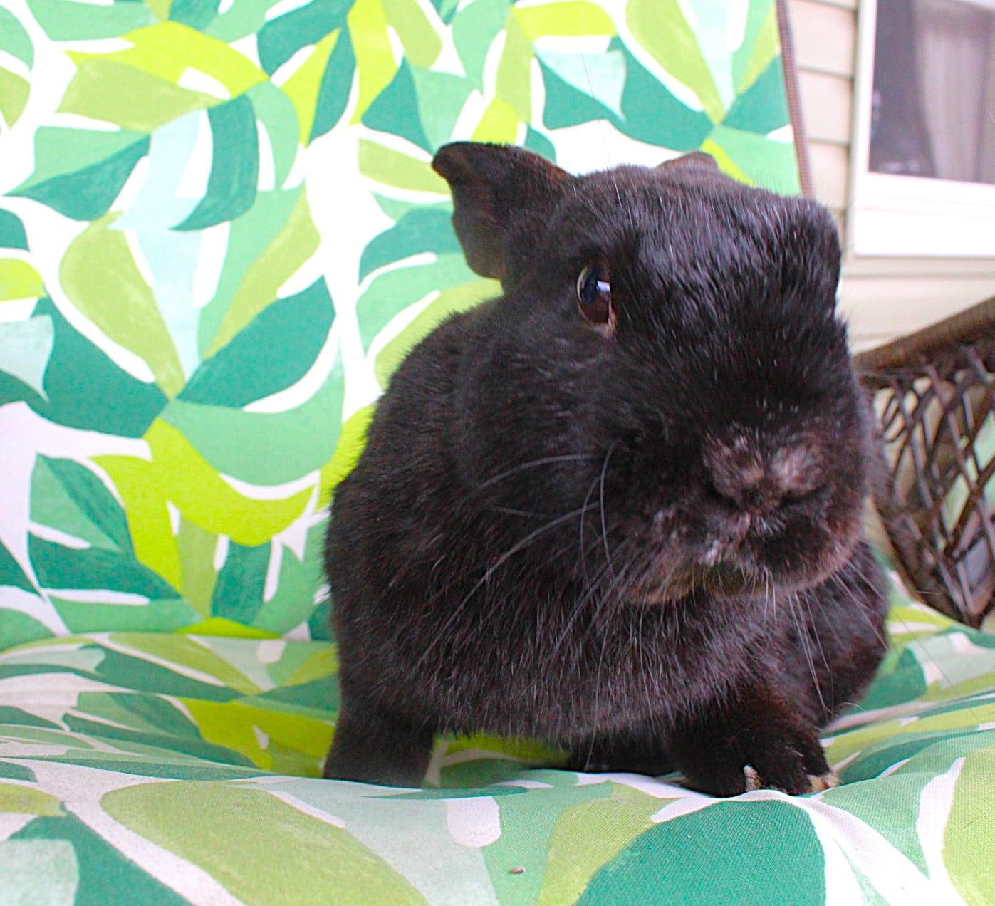 Enlarge Barney, a ADOPTABLE Havana in Hillside, NJ image 3/3