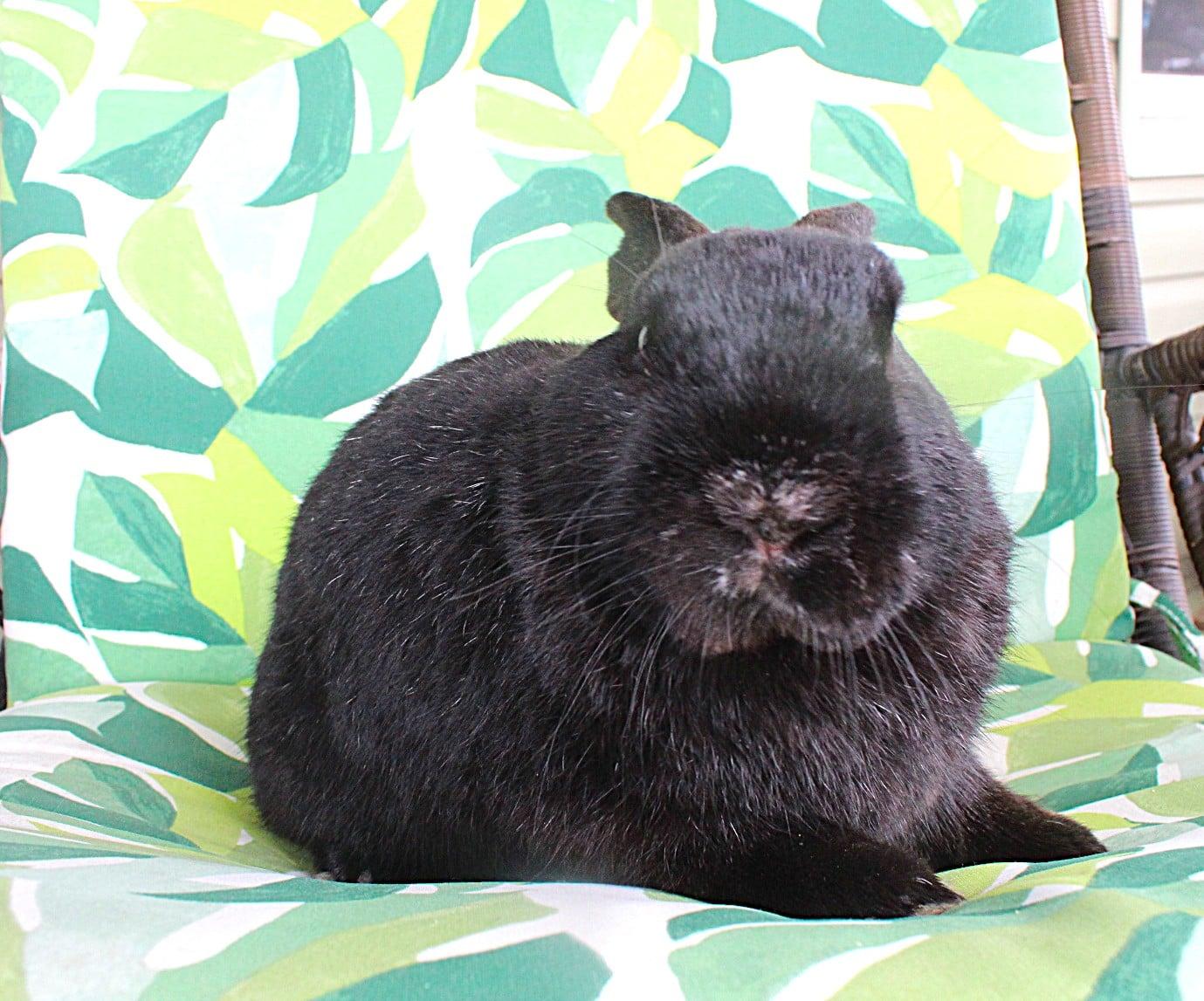 Enlarge Barney, a ADOPTABLE Havana in Hillside, NJ image 2/3