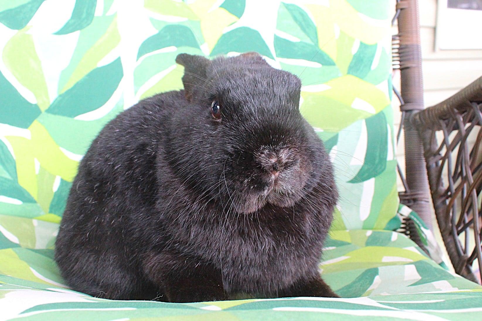 Barney, ADOPTABLE, Young Male Havana.