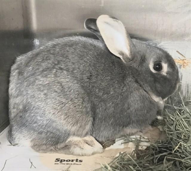 SHAGGY, Adoptable, Adult Male Bunny Rabbit.
