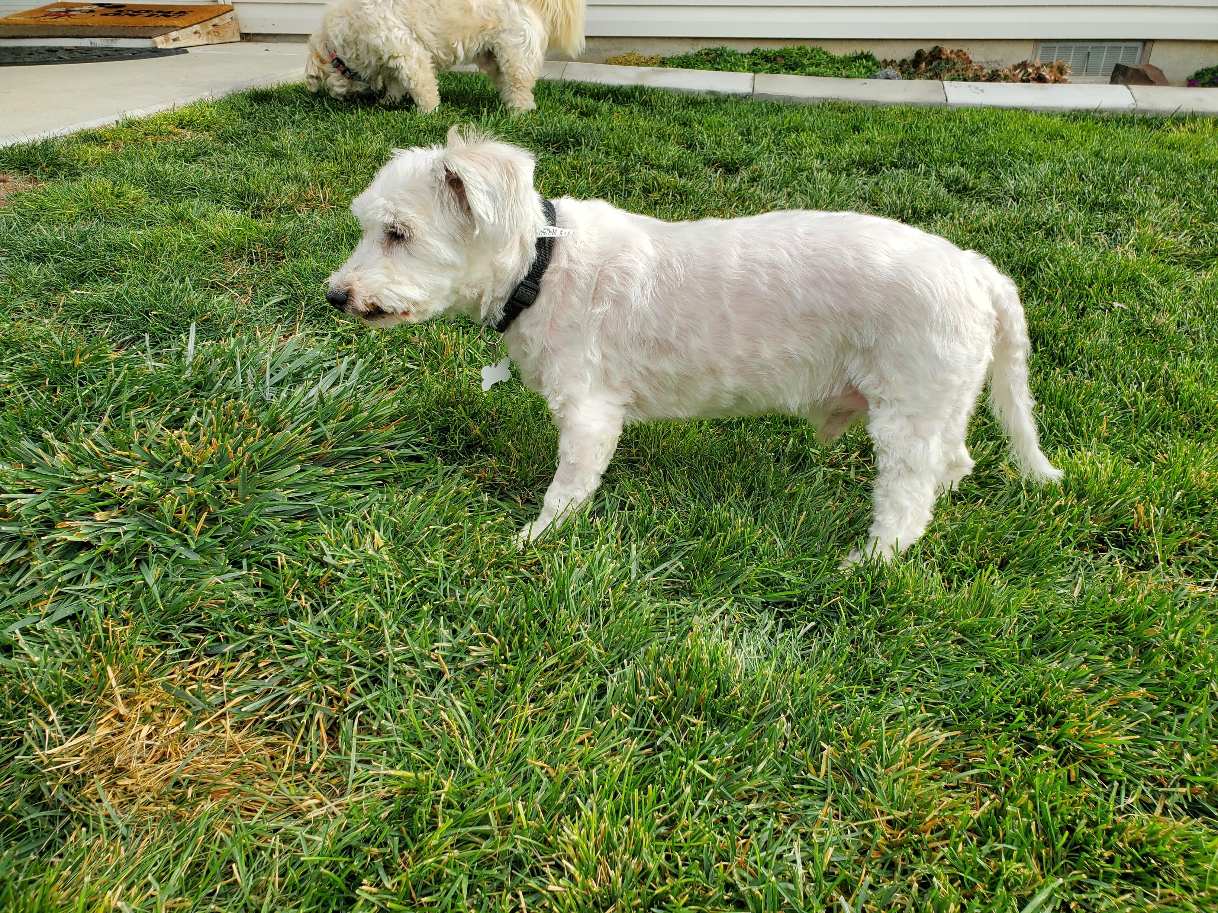 George, a Adoptable Coton de Tulear in Boise, ID image 3/4