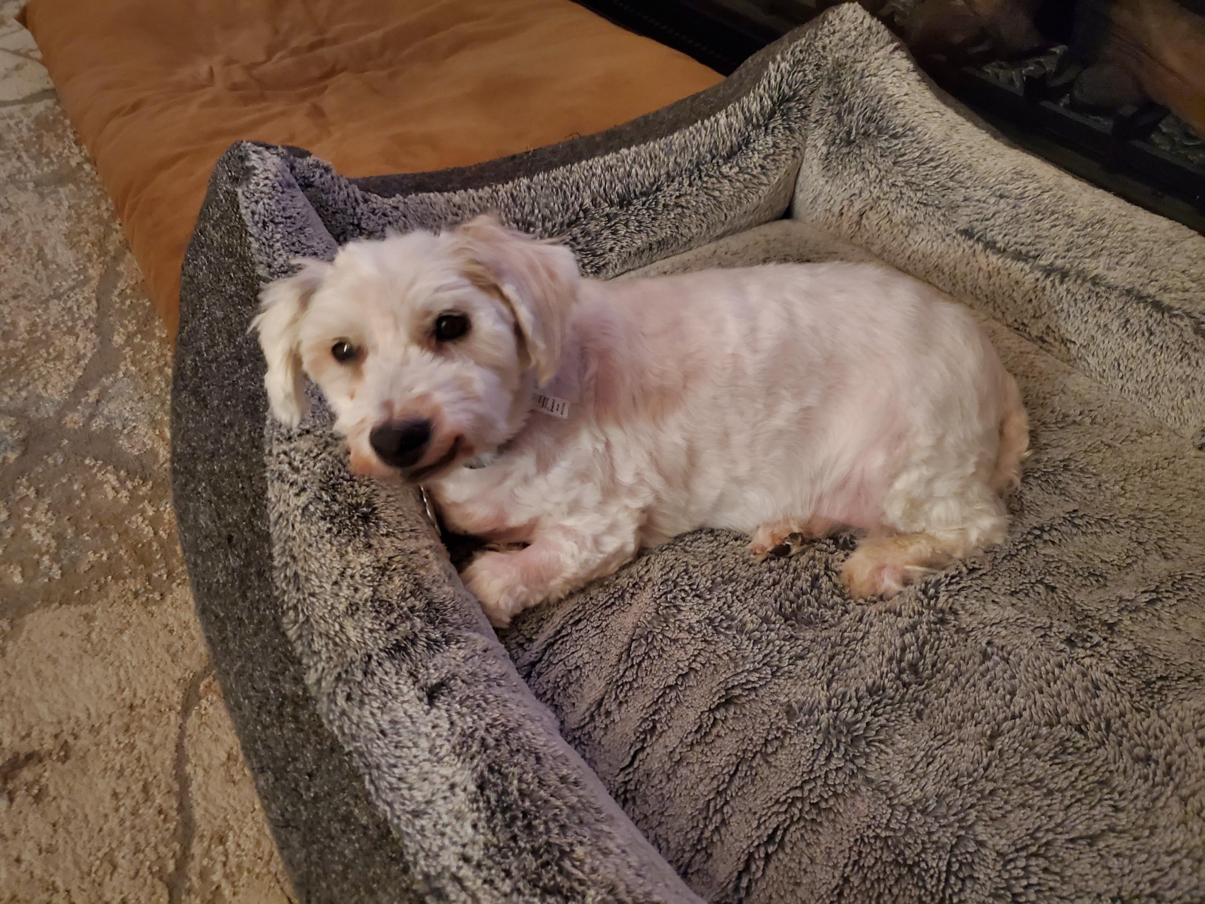 George, a Adoptable Coton de Tulear in Boise, ID image 4/4