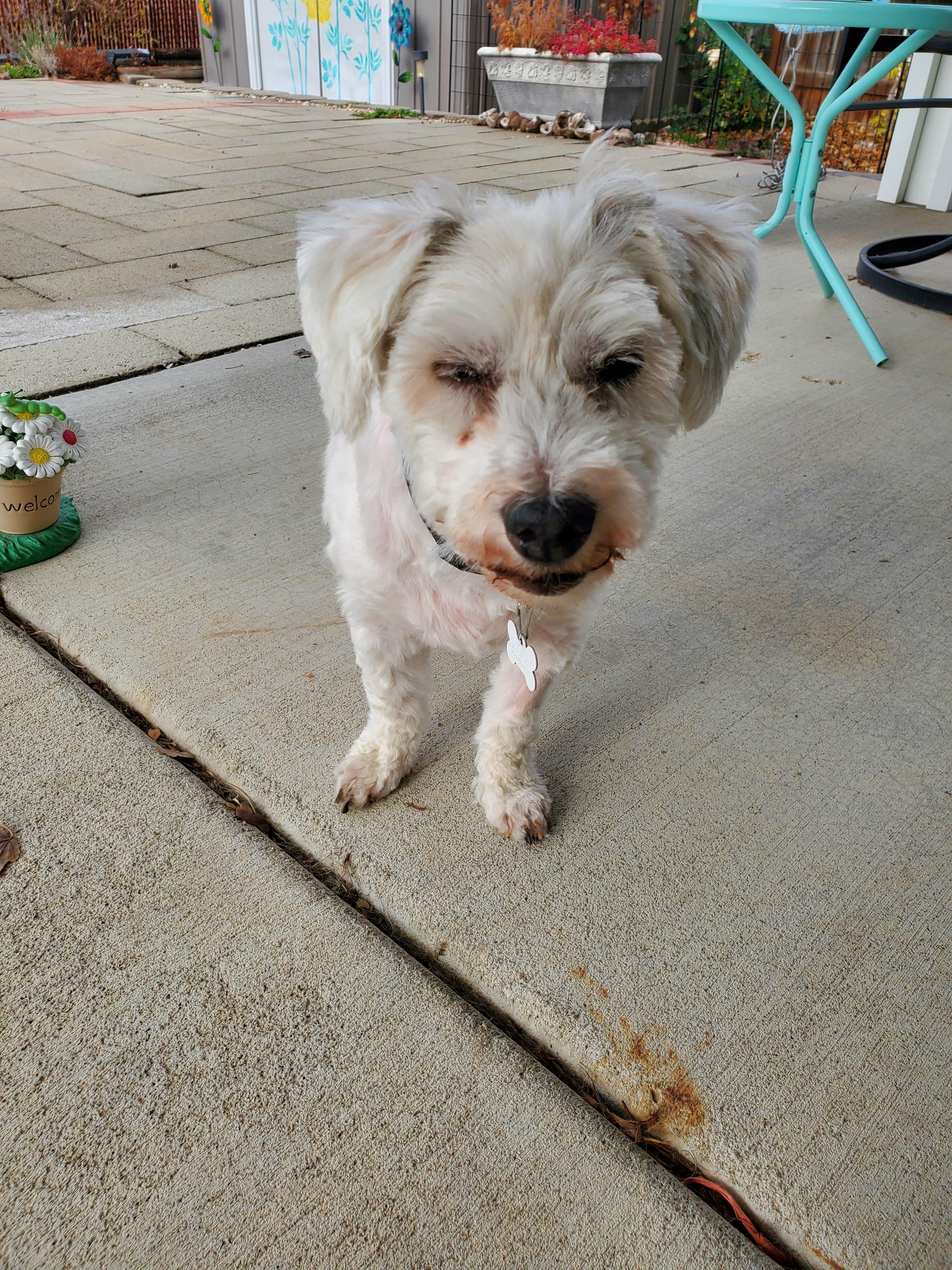 George, a Adoptable Coton de Tulear in Boise, ID image 1/4