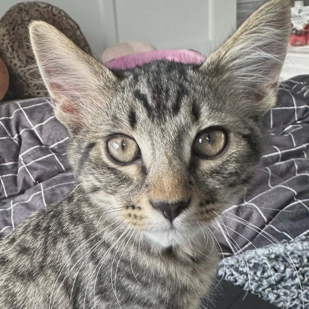 Destin, Adoptable, Kitten Male Domestic Short Hair.