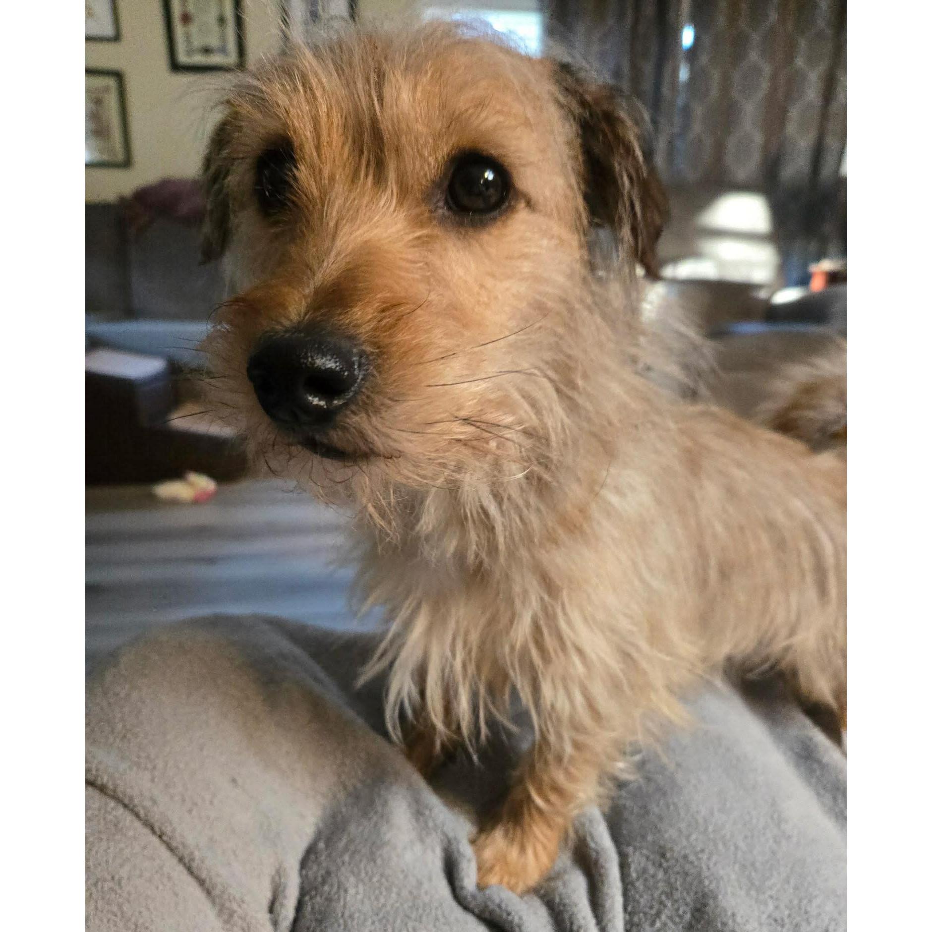Benny, an adopted mixed breed in Rochester, NY image 5/6