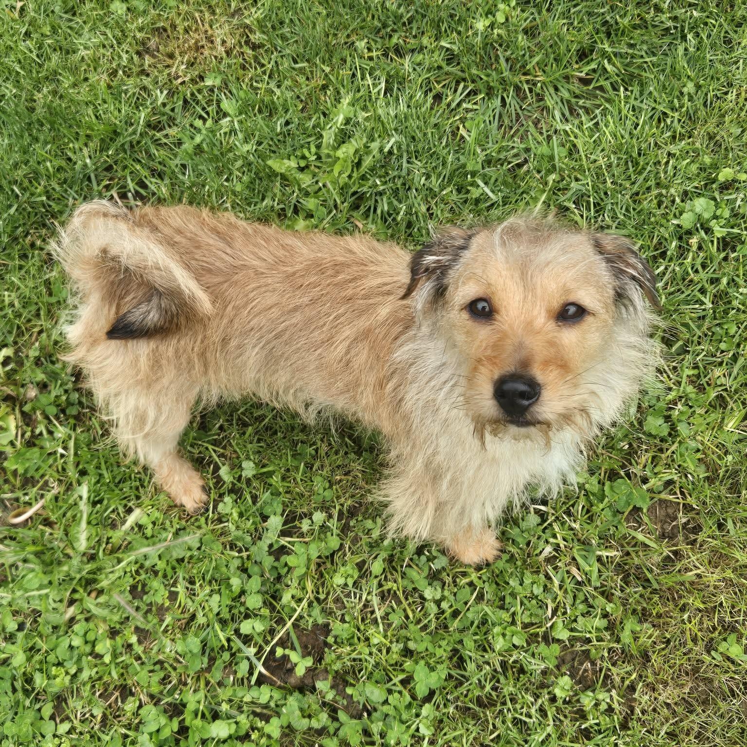 Benny, an adopted mixed breed in Rochester, NY image 2/6