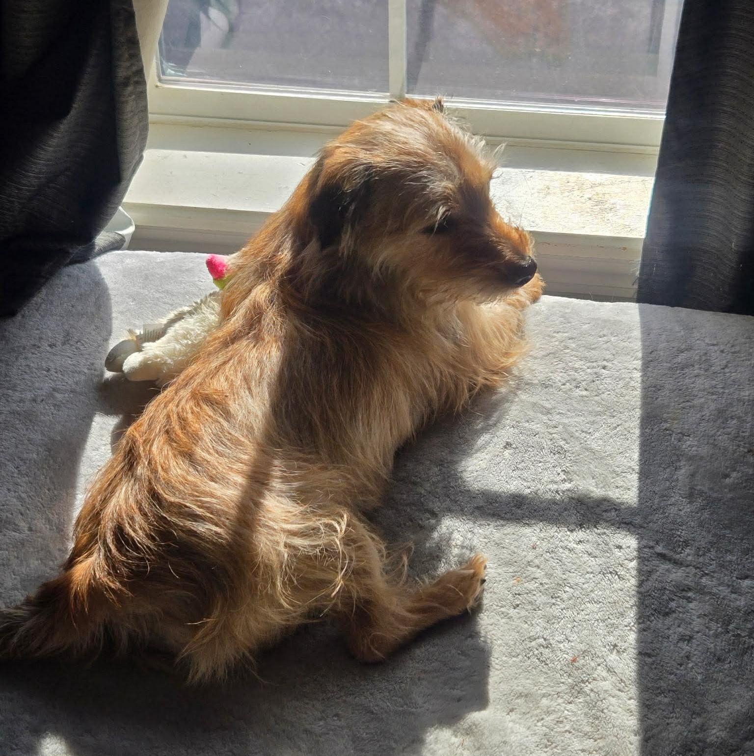 Benny, an adopted mixed breed in Rochester, NY image 3/6