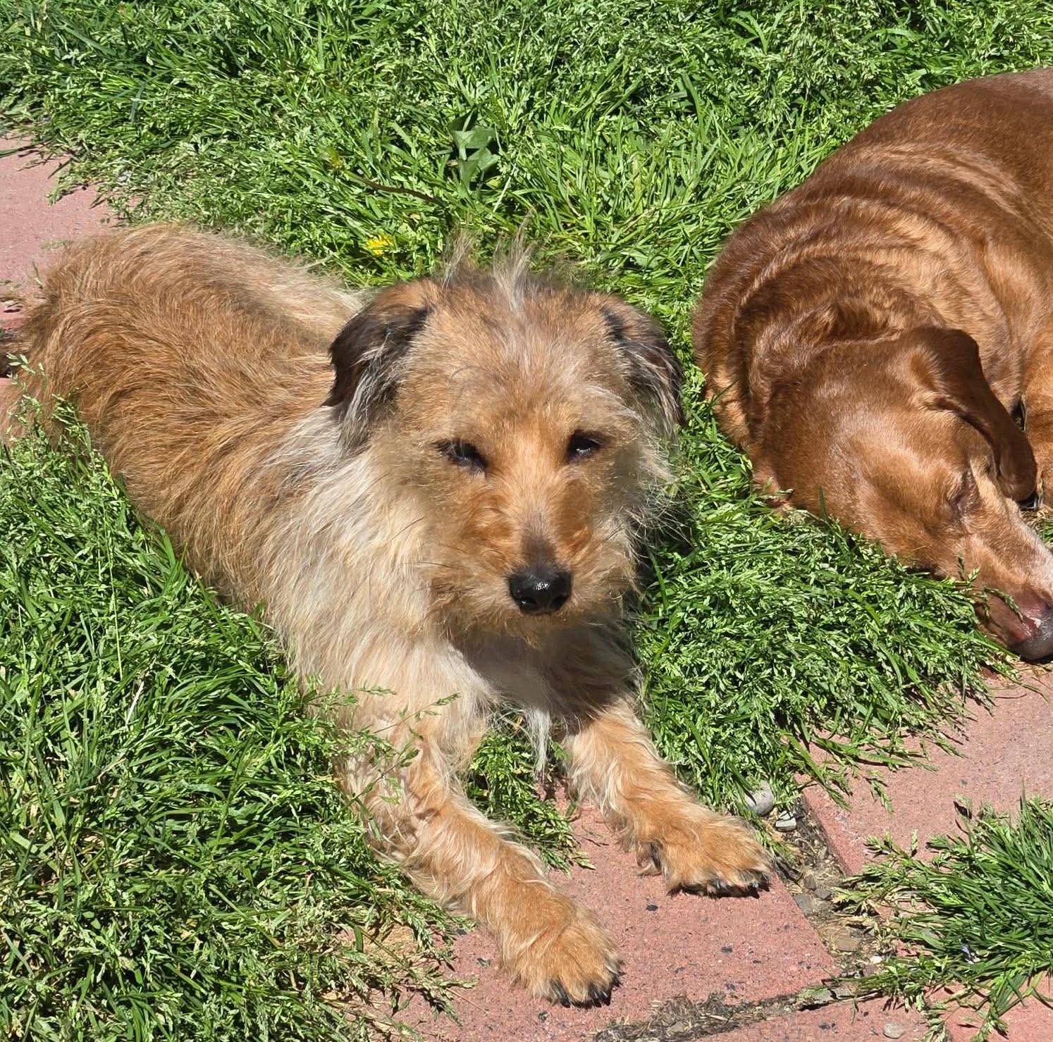 Benny, an adopted mixed breed in Rochester, NY image 1/6