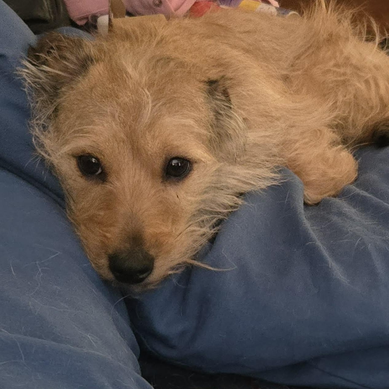 Benny, an adopted mixed breed in Rochester, NY image 4/6