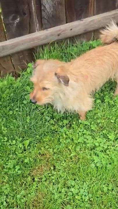 Enlarge Benny, an adopted mixed breed in Rochester, NY video 6/6