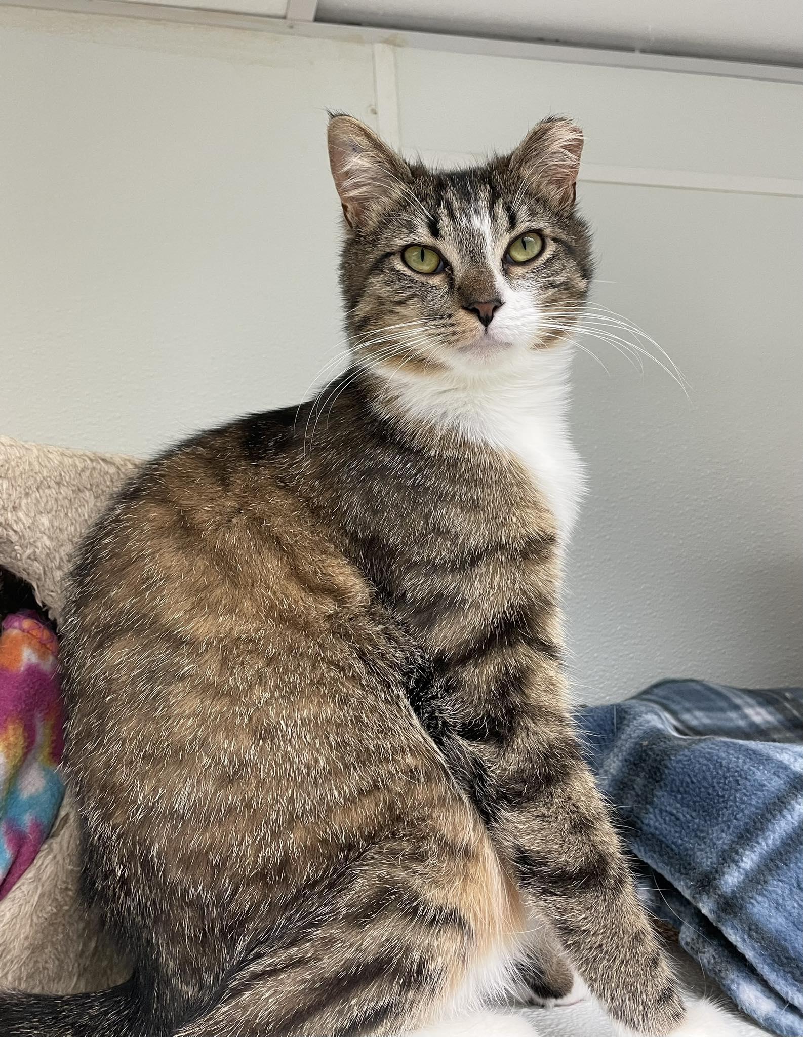 Elsa AND Anna, a Adoptable Domestic Short Hair in Gonic, NH image 1/3