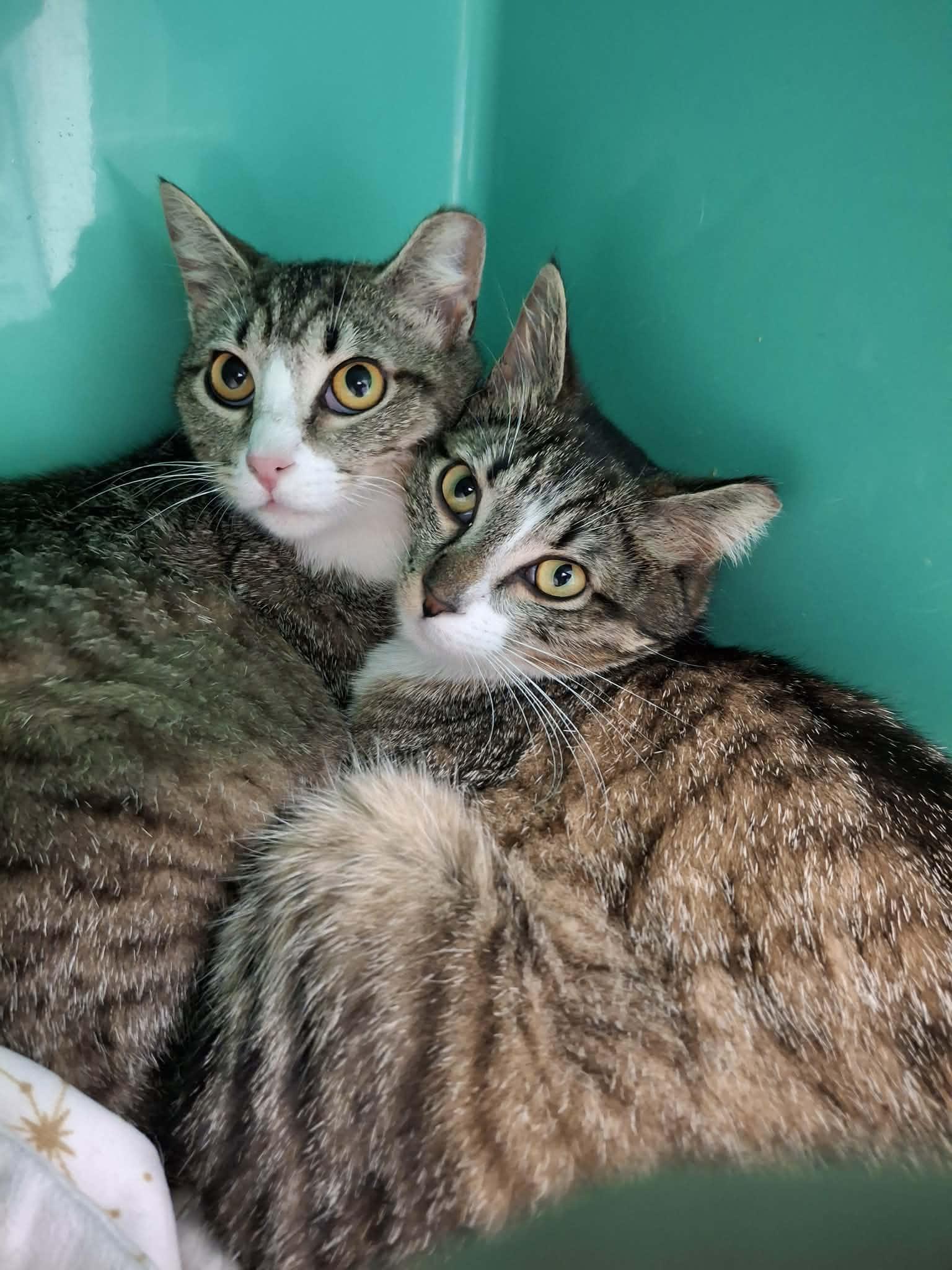 Elsa AND Anna, a Adoptable Domestic Short Hair in Gonic, NH image 2/3