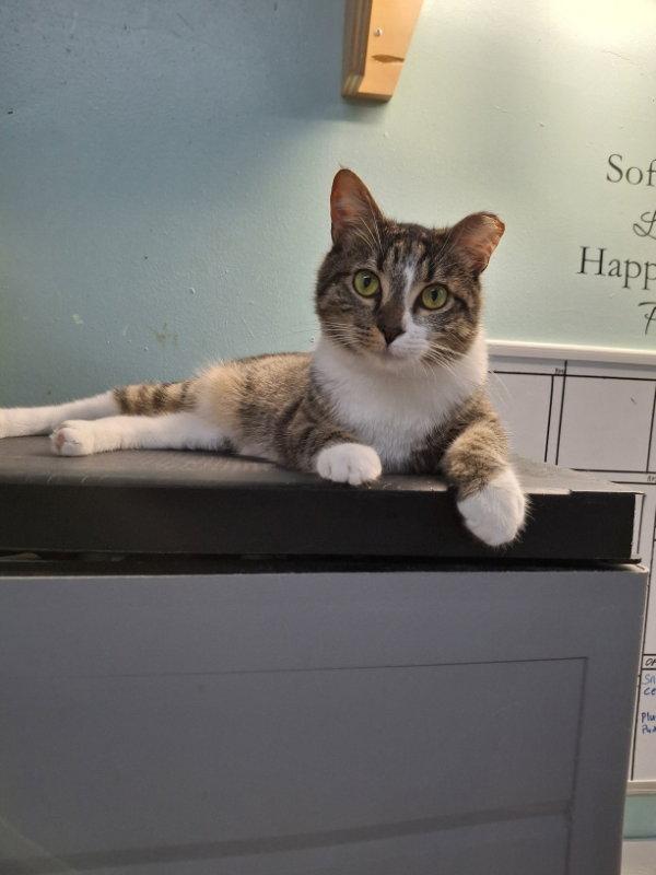 Enlarge Elsa AND Anna, a Adoptable Domestic Short Hair in Gonic, NH image 1/3