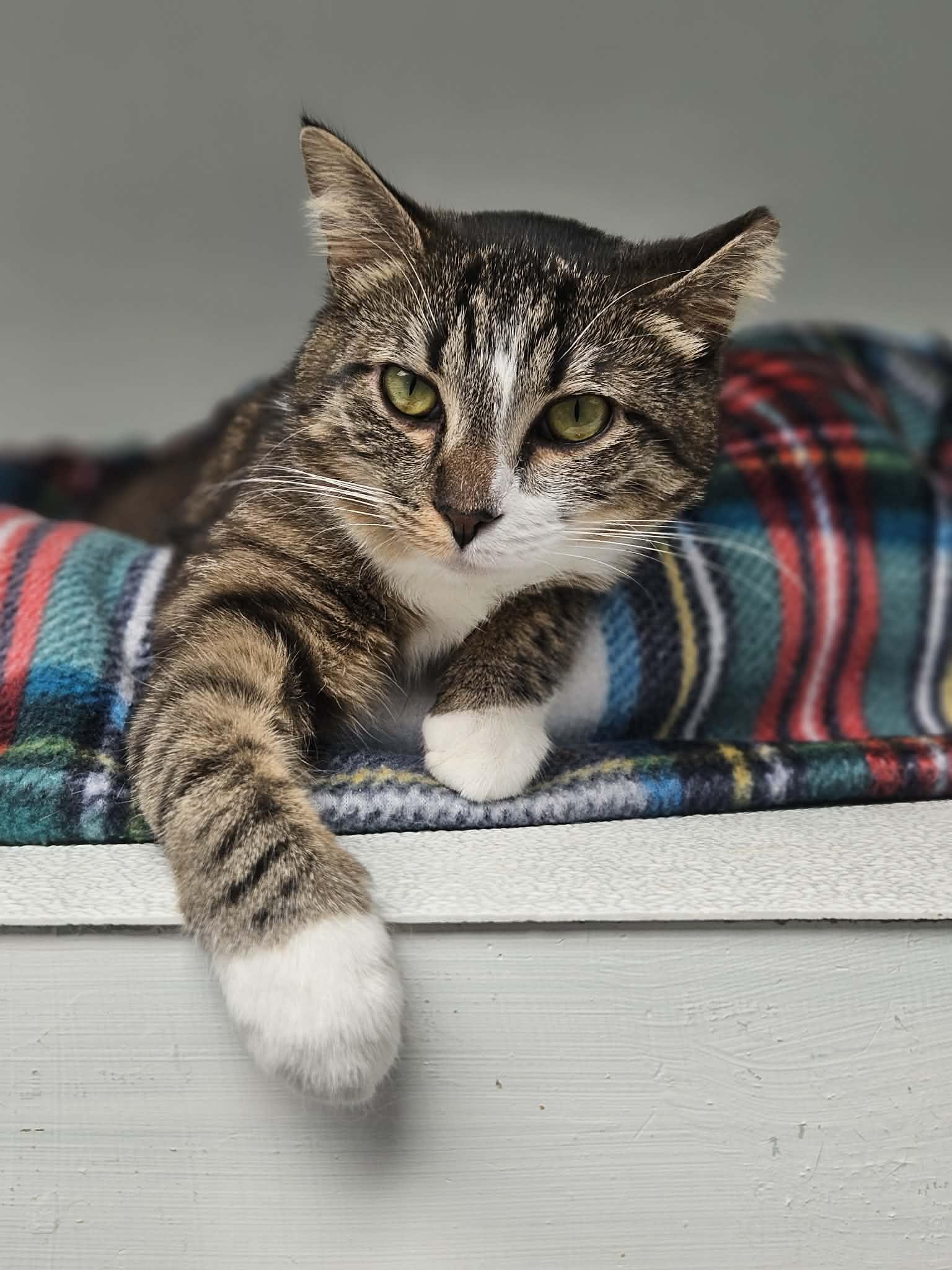 Enlarge Elsa AND Anna, a Adoptable Domestic Short Hair in Gonic, NH image 2/3