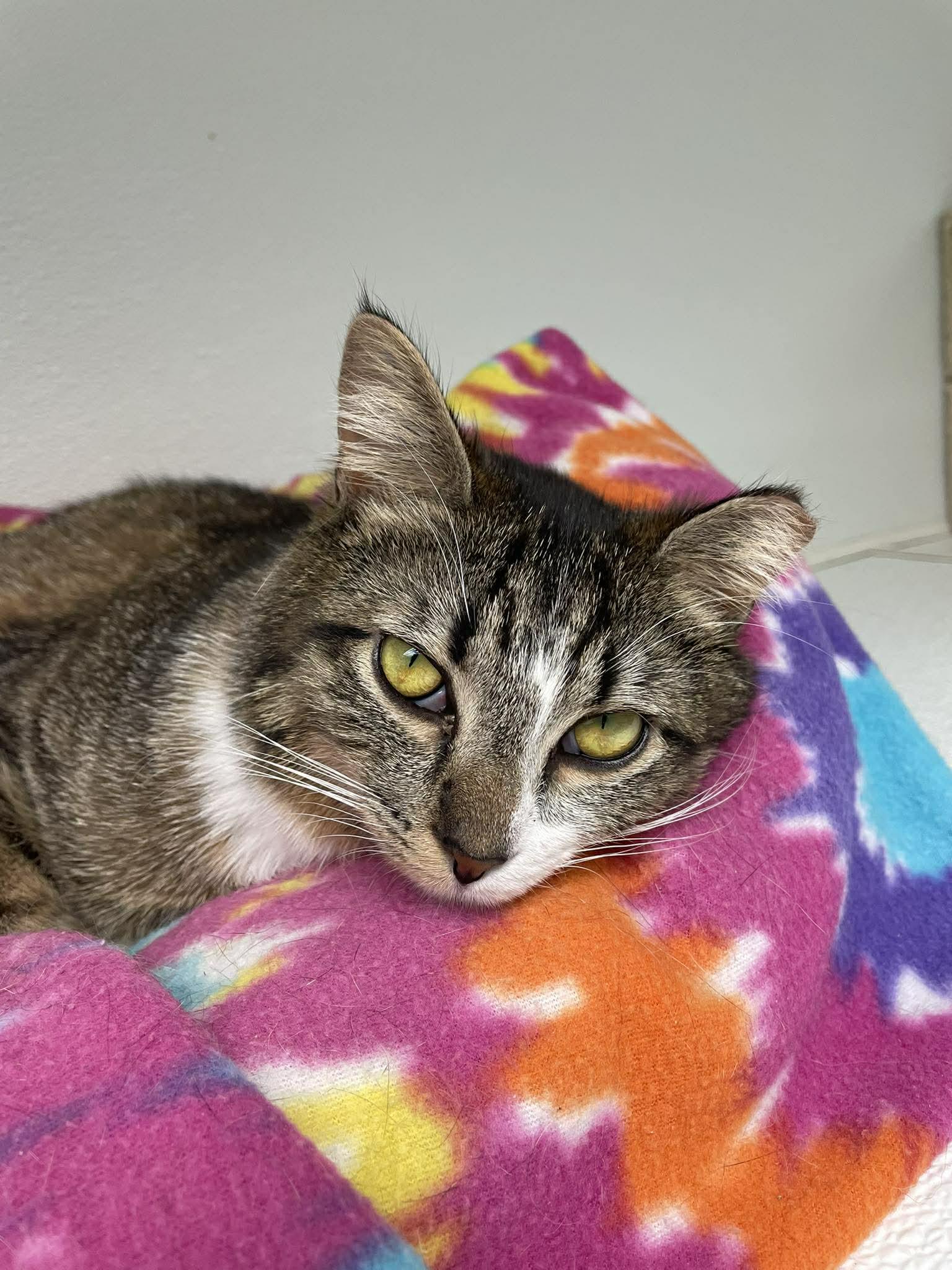 Elsa AND Anna, a Adoptable Domestic Short Hair in Gonic, NH image 3/3