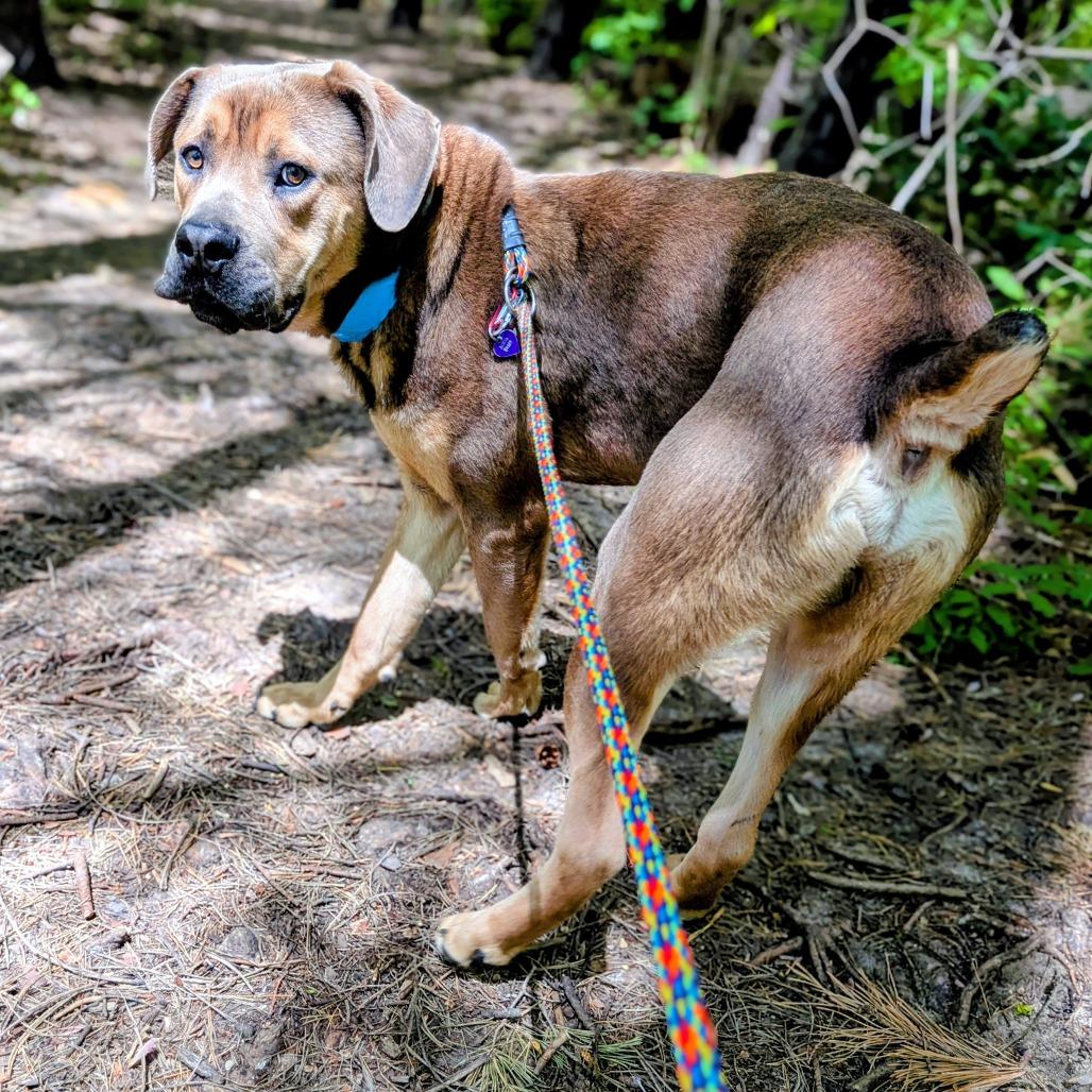 Krill, Adoptable, Adult Male Mixed Breed.