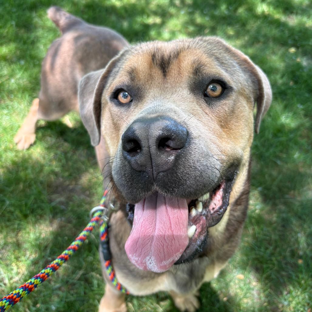 Krill, a Adoptable Mixed Breed in Grand Rapids, MI image 2/3