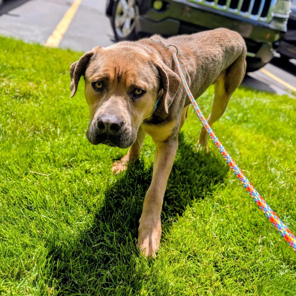 Krill, a Adoptable Mixed Breed in Grand Rapids, MI image 3/3