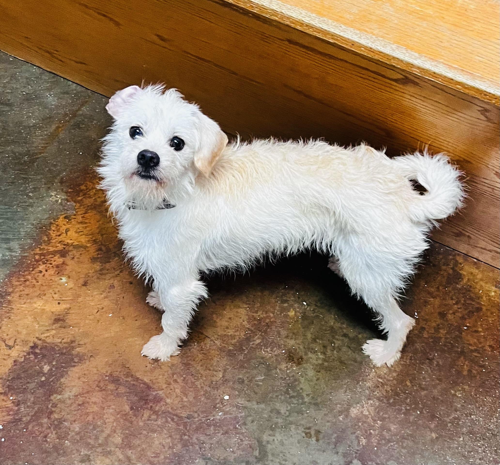 Judas, ADOPTABLE, Adult Male Terrier.