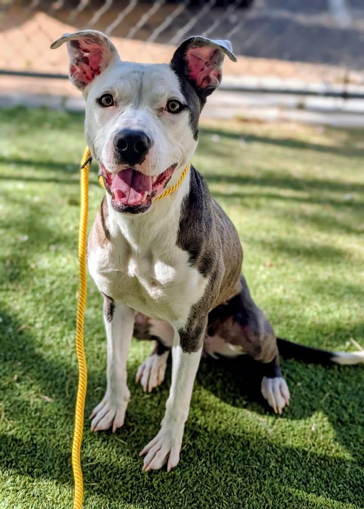 Enlarge 26-84, a ADOPTABLE Pit Bull Terrier in Ridgecrest, CA image 1/1