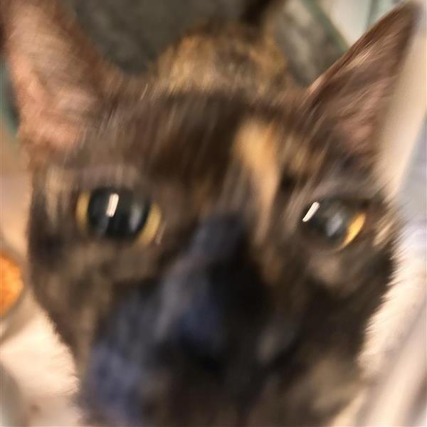 Bronco, Adoptable, Adult Female Domestic Short Hair.