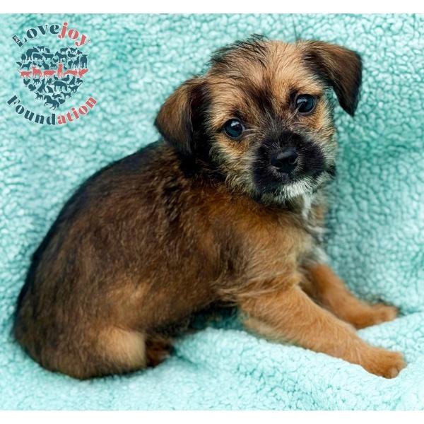 Noelle Litter-Jingles, adopted, Puppy Male Terrier.