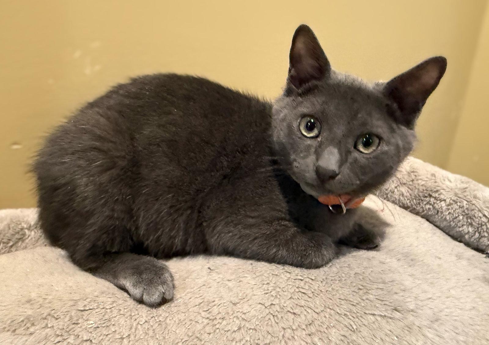 Charcoal not at the Shelter (Faith), Adoptable, Kitten Male Domestic Short Hair.