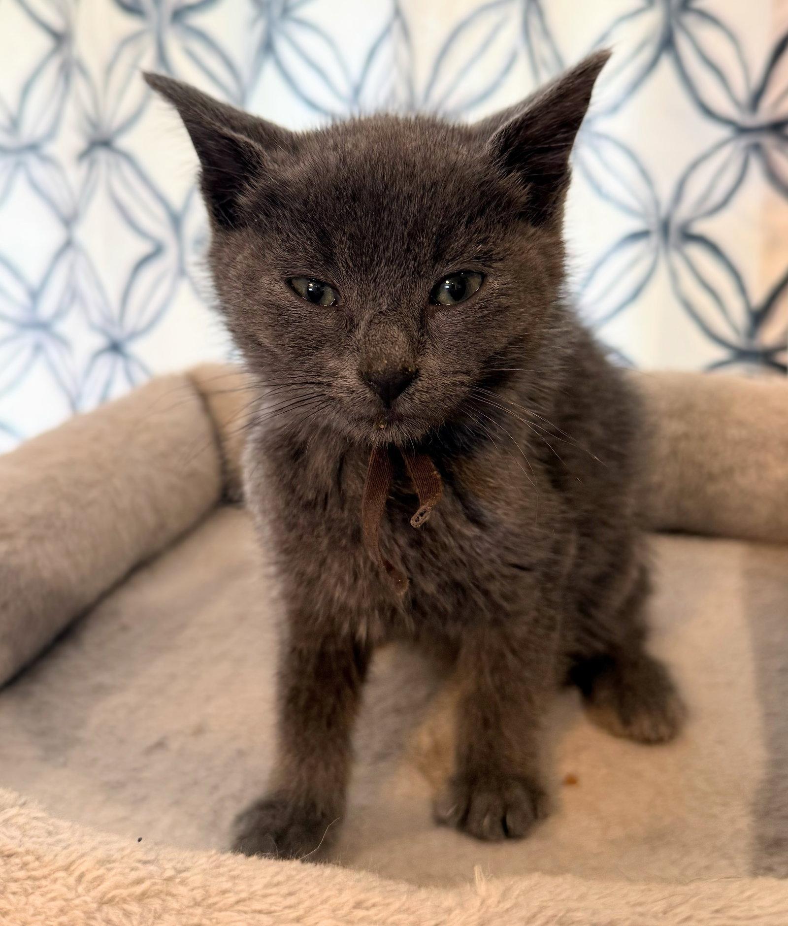 Enlarge Charcoal not at the Shelter (Faith), a Adoptable Domestic Short Hair in Rustburg, VA image 2/3