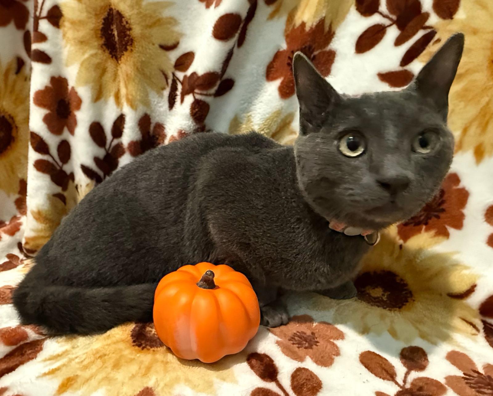 Enlarge Charcoal not at the Shelter (Faith), a Adoptable Domestic Short Hair in Rustburg, VA image 3/3