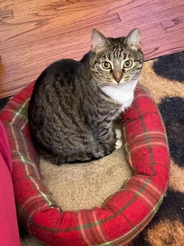 Dolly, Adoptable, Adult Female Tabby.