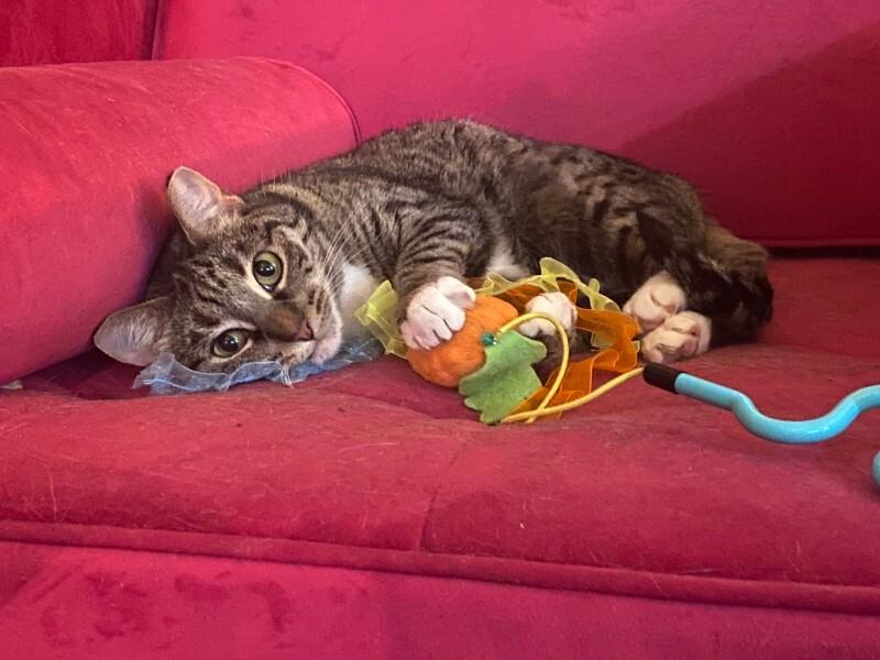 Enlarge Dolly, a Adoptable Tabby in Colmar, PA image 2/5