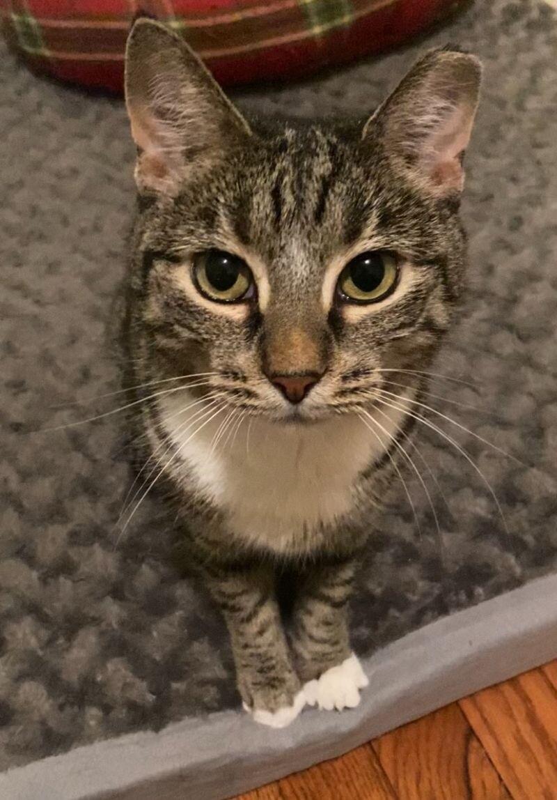 Enlarge Dolly, a Adoptable Tabby in Colmar, PA image 3/5