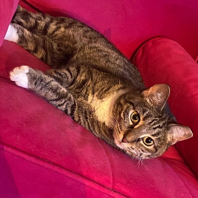 Enlarge Dolly, a Adoptable Tabby in Colmar, PA image 4/5