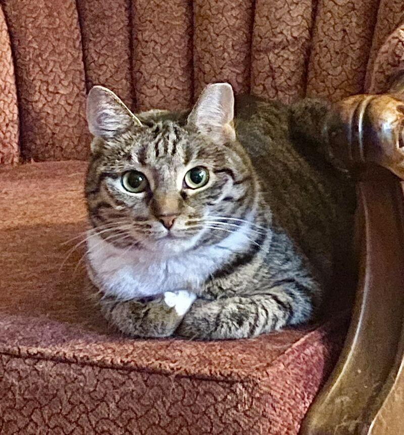 Enlarge Dolly, a Adoptable Tabby in Colmar, PA image 5/5